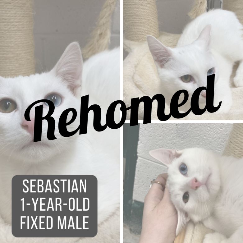 Rescued cat named Sebastian.